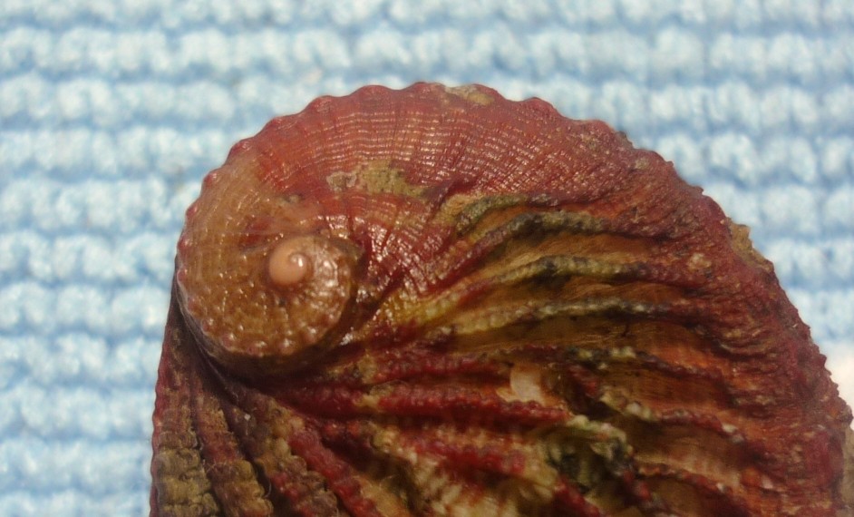 Haliotis tuberculata lamellosa